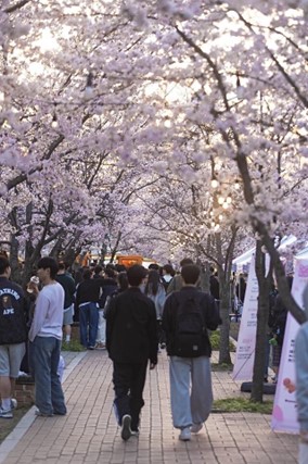 2024 CWNU Cherry Blossom Festival: Campus Blooming in Pink Cherry Blossoms