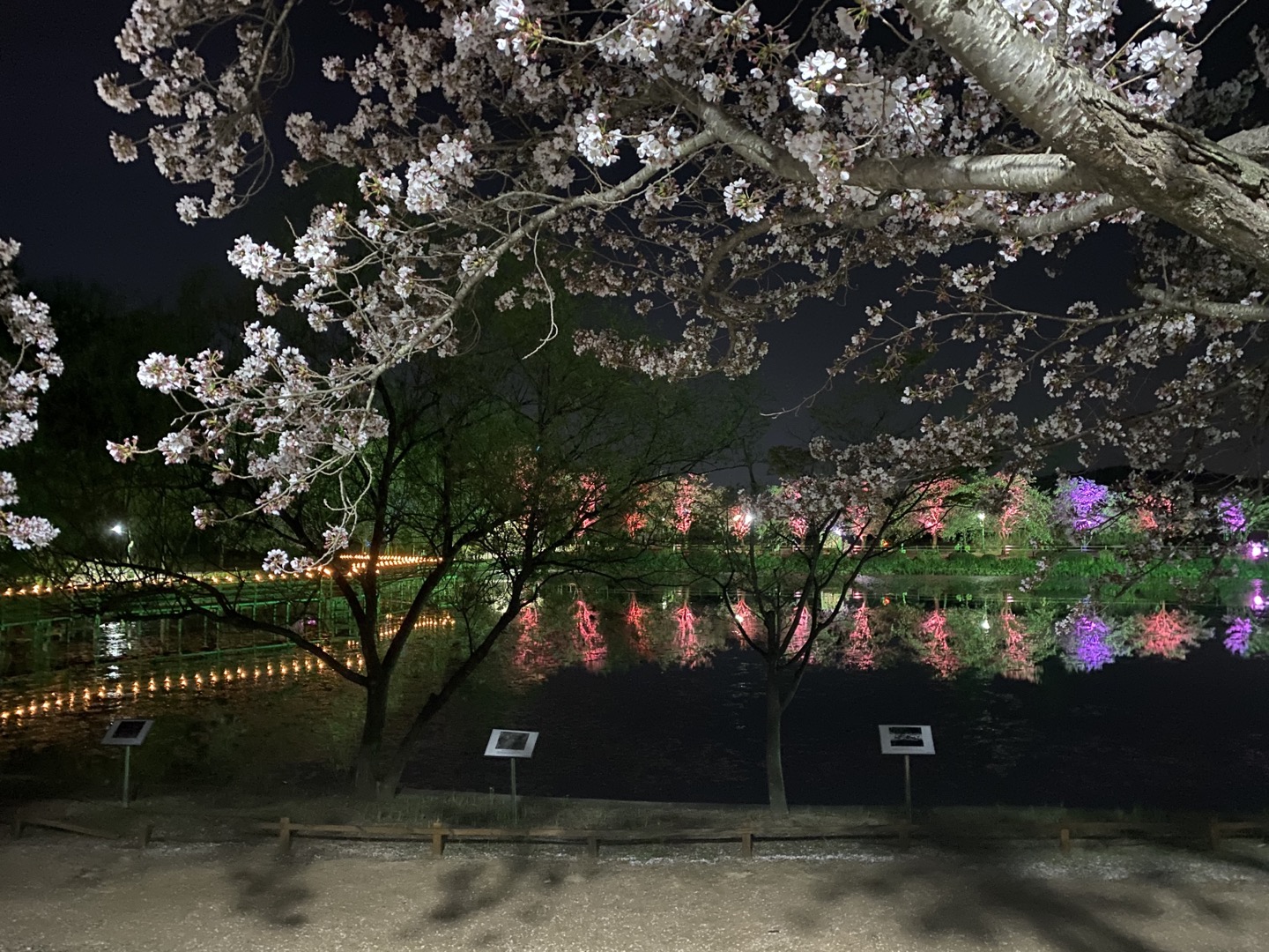 CWNU Cherry Blossom Attraction