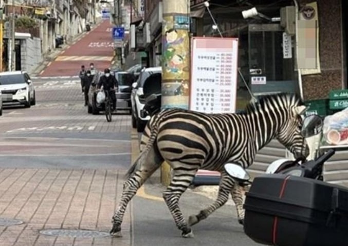 Downtown Stride Zebra: Zoo Environmental Living Condition